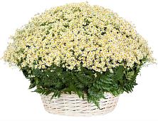 Цветочная композиция из Ромашки в корзине #REPLACE_PRED# Воскресенское Тульская область